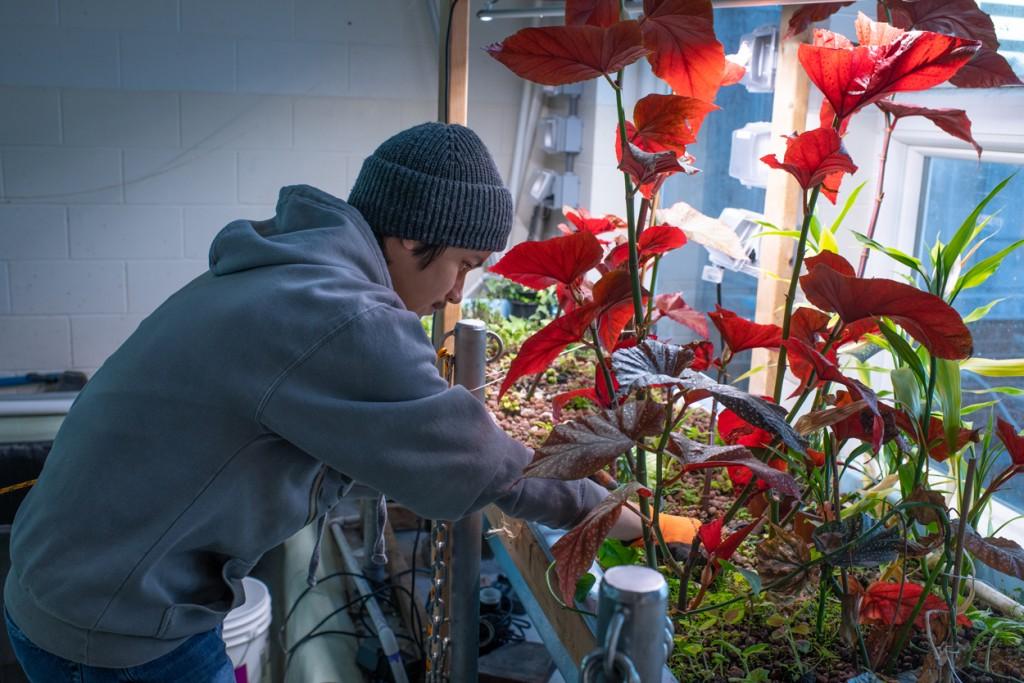 一名学生正在检查高大的红色水生植物